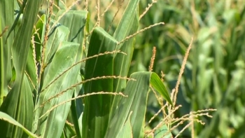 Cabo Verde – Chuvas sazonais favorecem campanha de milho