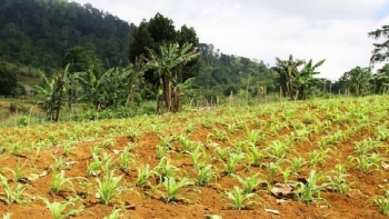 São Tomé e Príncipe – Governo vai retirar terras a quem não as trabalha