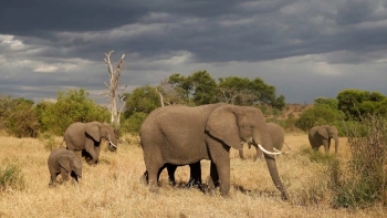 Moçambique – Projeto monitoriza elefantes em tempo real para mitigar conflitos