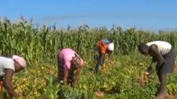 Moçambique – Ministério da Agricultura detecta 400 certificados falsos para exportação de produtos