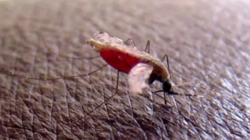São Tomé e Príncipe – Projeto para eliminação da malária com mosquito geneticamente modificado aguarda aprovação