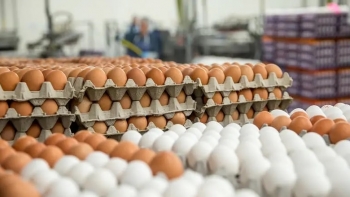 Moçambique – Preço dos ovos dispara em Maputo face à gripe das aves 