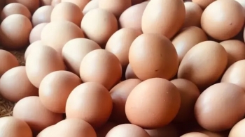 Moçambique – Milhares de ovos incinerados e autoridades em alerta face à gripe das aves