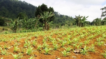 São Tomé e Príncipe – União Europeia vai apoiar 15 empreendedores agrícolas 