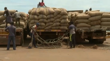 Guiné-Bissau – Governo altera temporariamente a lei de exportação da castanha de caju
