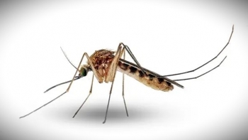Cabo Verde regista sete casos de dengue confirmados e 58 suspeitos