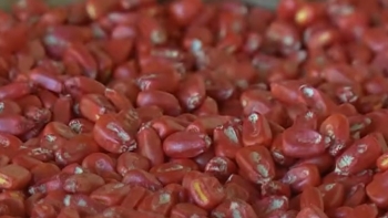 São Tomé e Príncipe – Sérvia entrega 20 toneladas de milho ao arquipélago para produção em grande escala