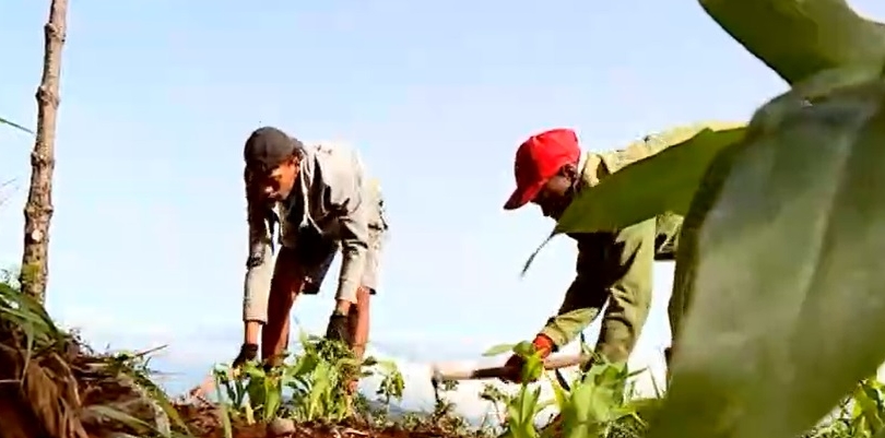 Imagem de Cabo Verde acautela produtos e técnicos para controlar pragas na nova época agrícola