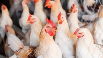 Moçambique – Autoridades encontram produtos aviários sul-africanos que estão proibidos no país