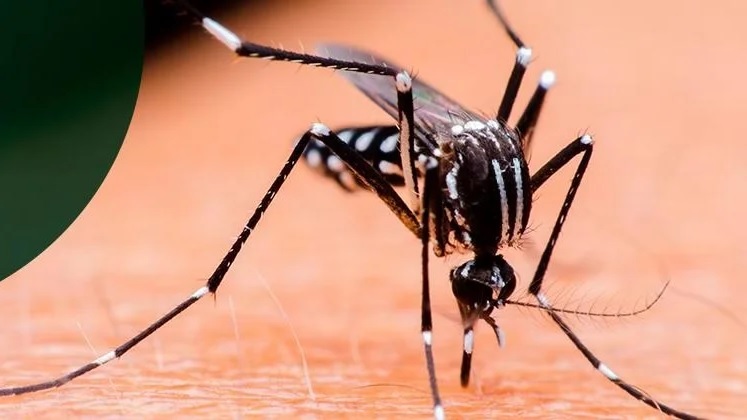 Cabo Verde – Militares reforçam combate à dengue a partir de quarta-feira