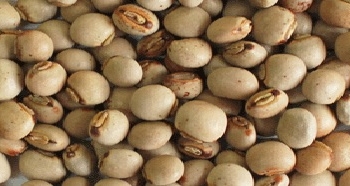 Moçambique – CTA garante que já não há bloqueio para a exportação de feijão bóer para a Índia
