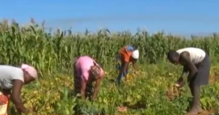 Moçambique – Produção agrícola de voluntários no centro do país alimenta quatro mil famílias