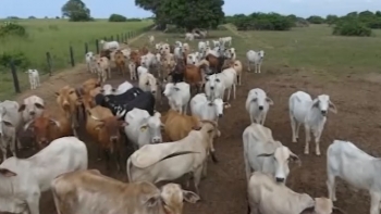 Angola – Aumento de casos de roubo de gado obriga a estudo profundo para travar fenómeno