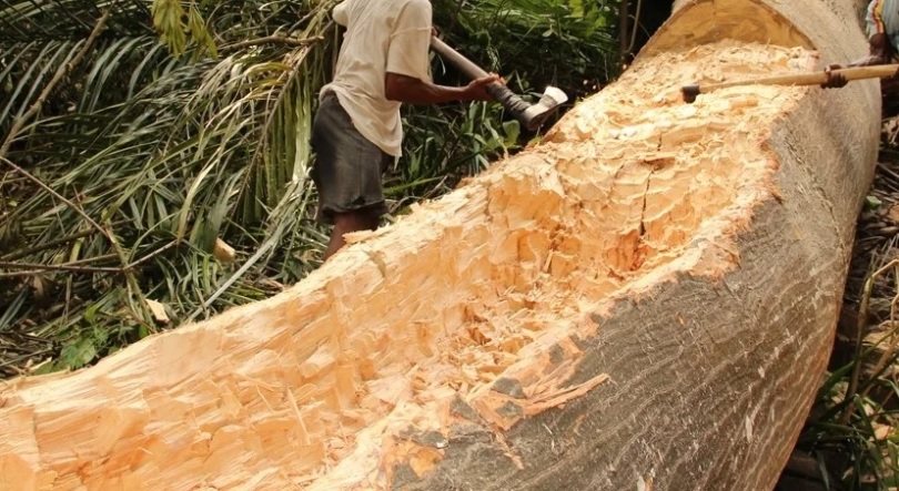 Direção das Florestas denuncia abate ilegal de árvores “em grande proporção” em São Tomé