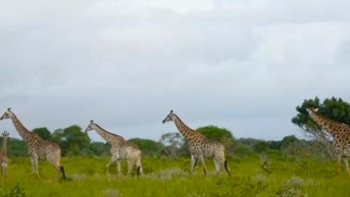 Moçambique – BM já investiu cerca de 200 milhões de euros para proteção da vida selvagem