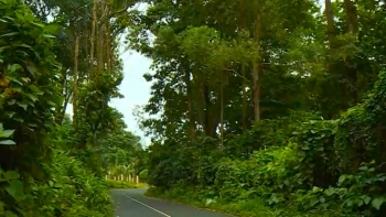 São Tomé e Príncipe – FAO lança projeto de restauração das florestas e proteção da biodiversidade