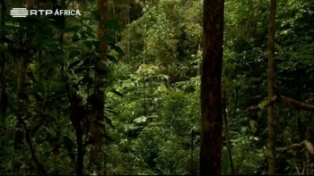 “São Tomé e Príncipe restaurou mais de 10 mil hectares de floresta nos últimos anos”