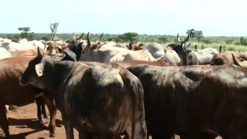 Angola – Empresa espanhola investe 900 mil dólares na criação de gado no país