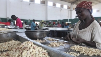 Guiné-Bissau – Governo faz balanço positivo dos primeiros meses da campanha de castanha de caju