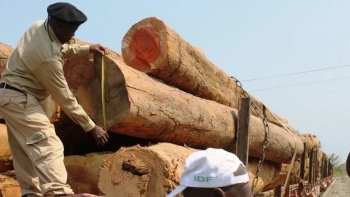 Moçambique estima que contrabando de madeira em Cabo Delgado rende 1,8 ME por mês