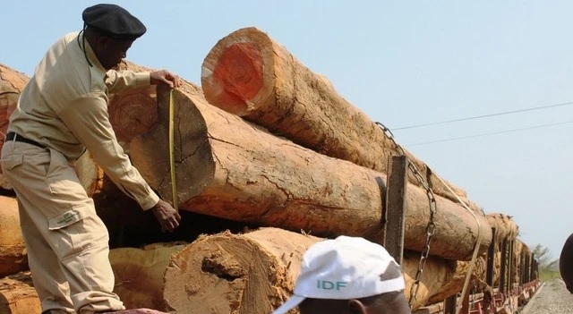 Moçambique estima que contrabando de madeira em Cabo Delgado rende 1,8 ME por mês