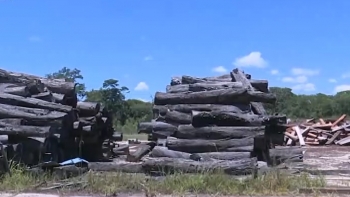 Angola – Serviço de Investigação Criminal apreende enormes quantidades de madeira no Moxico