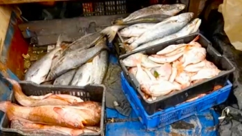 Angola perde cerca de 9 milhões euros por ano com pesca ilegal