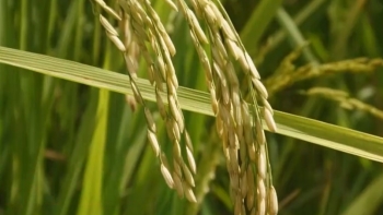Guiné-Bissau – “Falta de investimento sério no setor agrícola na base da escassez de arroz”