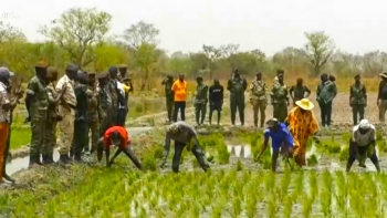 Guiné-Bissau – Forças Armadas planeiam produzir 100 toneladas de arroz para alimentar os soldados