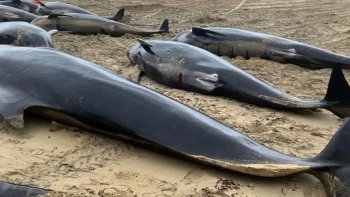 Cabo Verde – Cerca de 60 baleias-piloto deram à costa na ilha de Boa Vista