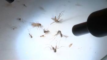 São Tomé e Príncipe – Comunidade científica estuda introdução de mosquitos geneticamente modificados