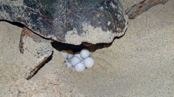 Cabo Verde registou em 2023 cerca de 130 mil ninhos de tartarugas marinhas