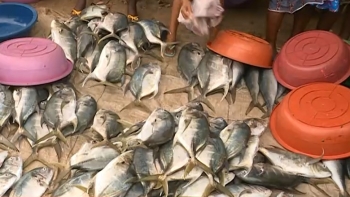 São Tomé e Príncipe – Está em elaboração um plano estratégico para as pescas e a aquacultura