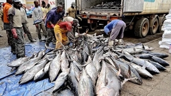 Guiné-Bissau – União Europeia paga 20 ME por ano para pescar no mar do país