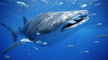 São Tomé e Príncipe pode vir a ser um refúgio para o maior tubarão do mundo