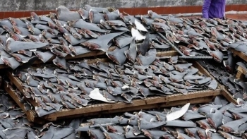 Moçambique – Apreendidos mais de 1.200 quilos de holotúrias e barbatanas de tubarões