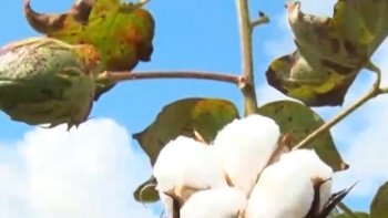 Moçambique – Governo vai subsidiar preço do algodão