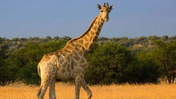 Angola – PR testemunha repovoamento da Reserva angolana que conta com mais 13 girafas