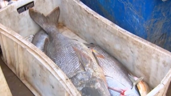 Moçambique perde 60 milhões de euros por ano devido à pesca ilegal 
