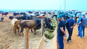 Angola – Criadores de gado criticam concorrência desleal no país