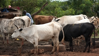 Guiné-Bissau e Senegal debatem soluções para o roubo de gado na fronteira
