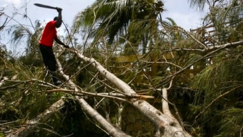 “Moçambique perde anualmente cerca de 260 mil hectares de floresta”