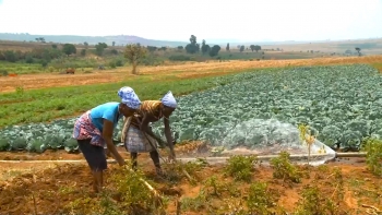 Angola – Agricultores do Bié e do Huambo vão beneficiar de 7 mil toneladas de fertilizantes