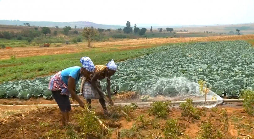 Angola – Agricultura cresceu 6% na campanha 2023-2024