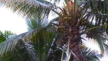 São Tomé e Príncipe – Reativação da produção do coco é uma das prioridades do Governo