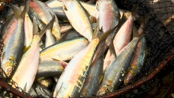 Angola – Governo restringe pesca de carapau nos próximos dois meses