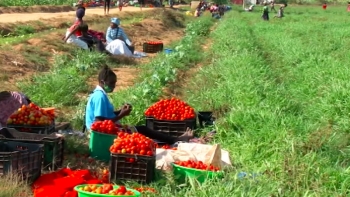 Angola – Coordenador da equipa económica garante segurança alimentar e nutricional no país