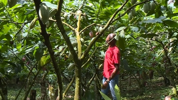 Imagem de São Tomé e Príncipe – Autoridades procuram soluções para travar roubos agrícolas