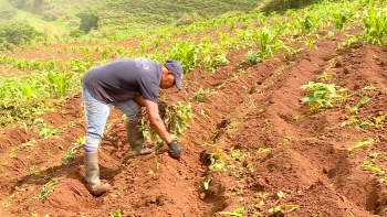 Imagem de Cabo Verde – Agricultores da ilha de Santiago aguardam chuva no final do mês de agosto para salvar produção