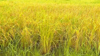 “Guiné-Bissau pode erradicar a fome em 2 anos com investimento na agricultura”